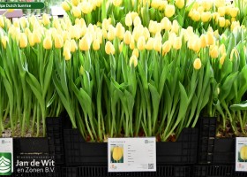 Tulipa Dutch Sunrise ® (1)